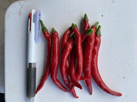 ☆天日乾燥・赤唐辛子　300g「濃紅の細身、辛み極まる。自然が鍛えたホットパラソルEX。」 — 果長10cm前後、非常に強い辛み。栽培期間中農薬不使用　化学肥料・除草剤不使用