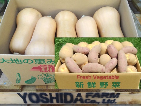 ＜アソート＞じゃがいも＆バターナッツかぼちゃ【１.８ｋｇ】