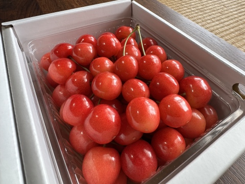【 ご家庭用:紅秀峰 】山形県産 500g 🍒サイズM〜LLL お楽しみ商品になります^_^！！
