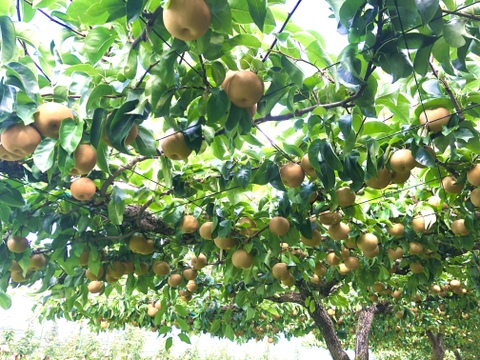 梨 豊水 良品5kg‼️長野県産