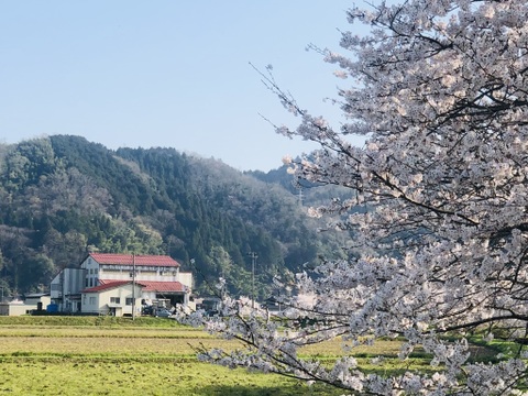 コウノトリ舞いおりるコシヒカリ 特別栽培米 六方銀米 7ぶづき米 5ｋｇ