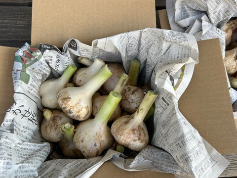 農薬/化学肥料不使用【生ニンニク】福地ホワイト六片・LM混在・1kg　‐数量限定特価‐