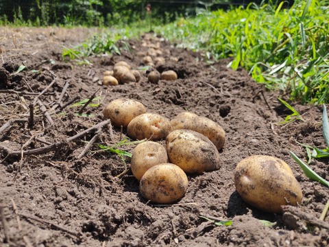 長野県産　農薬不使用　ジャガイモ　きたあかり（３ｋｇ）