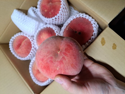 川中島白桃（8月下旬お届け）【わけあり家庭用 2kg】ジュワッと果汁溢れる！白桃