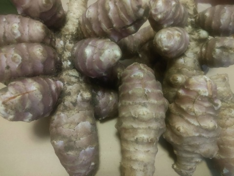 紫菊芋2.5kg(農薬化学肥料不使用)