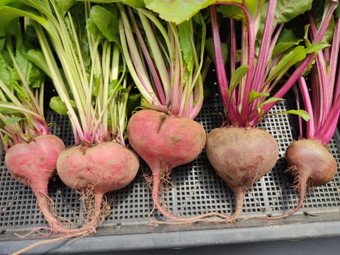 ✨食べるスーパーフード！ビーツ2種食べ比べセット【土付き直送】約3.8kg（葉なし）｜農薬・化成肥料不使用｜✨