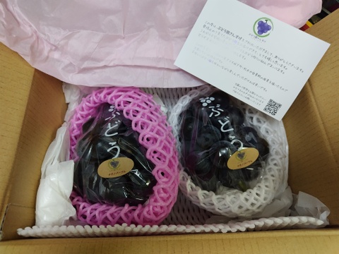 ◯完売御礼◯【秀】ナガノパープル　1kg/2~3房