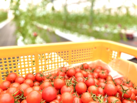 【数量限定】平均糖度8度以上！珠玉のフルーツトマト（3kg）