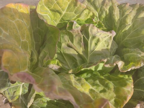 ✨農薬・化成肥料不使用の新鮮キャベツ1玉と旬のお野菜✨