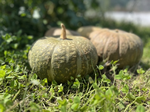旬の野菜を堪能できる。朝採れ自然栽培野菜とハーブのセット　５～７種類　約１～２kg