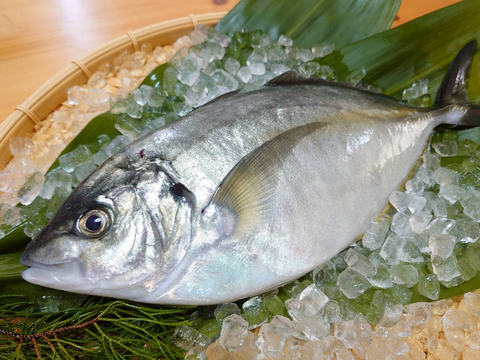 【アジ界の最高峰】朝どれ鮮魚『養殖シマアジ(1尾入/箱)』神経〆付