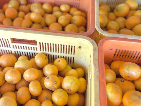 【訳ありだけど美味しさそのまま】 温州みかん 10kg 愛媛県川上産