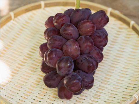 お中元 お盆 シーズンにお届け可能 幻の希少品種 富士の輝 き 2房～3房 1.5キロ以上お入れ致します