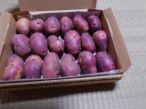 めちゃくちゃ美味しいじゃがいも！デストロイヤー（グランドペチカ）1.2キロ