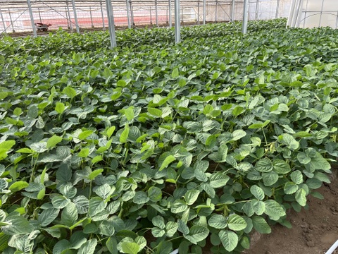 【朝どれ】1度お試しください！味が濃厚！千葉県船橋産こだわり枝豆！1㎏