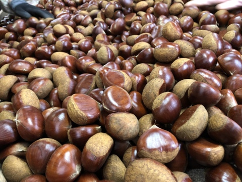 【福袋】【完熟熟成栗】超お得価格！熟成蔵出し特別セット『 Ｌ / 2L / 3L 』1㎏×3袋(計3kg)【限定６０個】