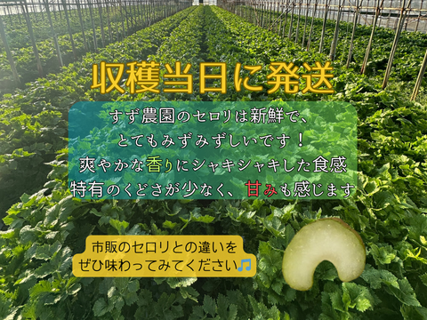 もうスーパーには戻れない！？本物のセロリ！