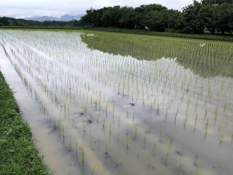 令和7年菊池米食味コンクール第3位受賞　農薬化学肥料成分を気にしなくてよい、「菊池清流米」白米　20ｋｇ