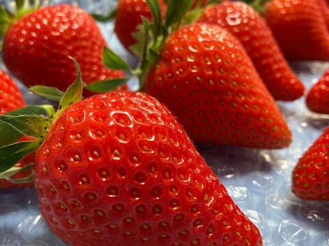 【ギフト】宮城県産よつぼし！ベリーホップすず！ピカピカ輝く甘酸っぱい完熟いちご！(250ｇ2パック入り)