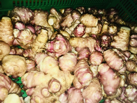 肥料農薬不使用　希少な「紫 菊芋」2kg