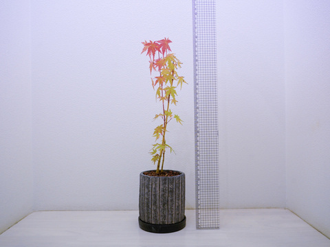 ミニ盆栽【紅葉🍁ヤマモミジ×黒陶器】高さ37cm×横x10cm【朝市限定】
