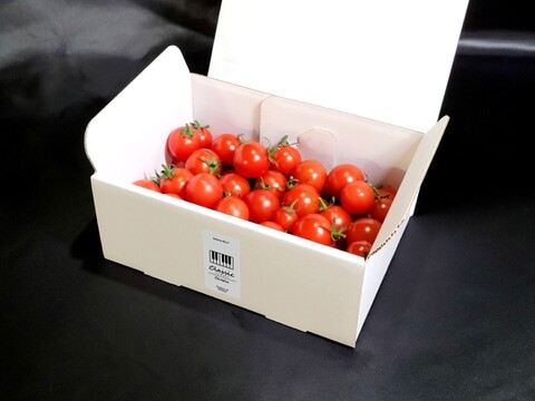 クラシック音楽で育つ 糖度10度以上の高糖度ミニトマト『 クラシックトマト ショパン 』【750g】