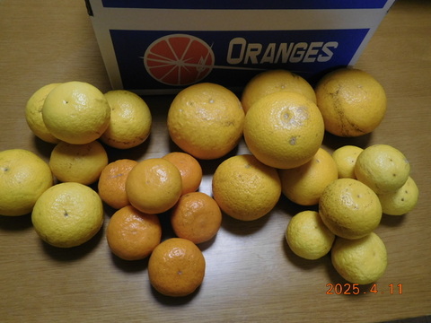 「規格外」伊豆ﾆｭｰｻﾏｰｵﾚﾝｼﾞ他「初夏の味覚/お楽しみ柑橘５種セット」　ご家庭用/正味4.5㎏