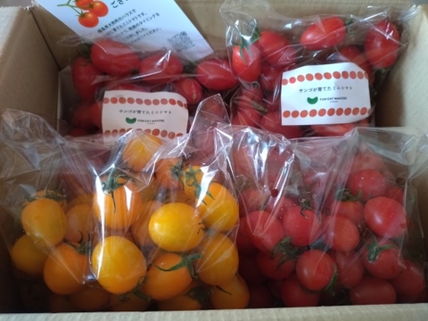 フルーツ級の甘さ！激あまミニトマト(アイコ）2kg