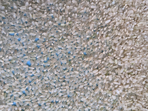 【SALE】令和4年度新潟県長岡産コシヒカリ玄米10kg【精米無料】
