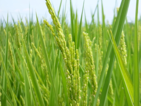 ㈱佐藤ファーム　令和8年産山形県産特別栽培つや姫　5ｋｇ
