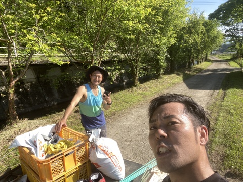 【今が旬！】肉厚ジューシー甘長とうがらし【甘とう美人】BBQに！串焼きに！(1箱300g✖️3袋入り)