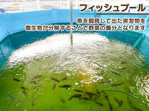 【彩り鮮やか】魚で育てたシャキシャキのパンデロロメインレタスセット（2株）