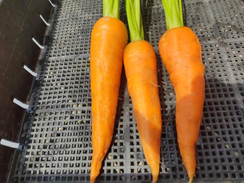 🥕旬を楽しむ！葉付きニンジン2種食べ比べセット✨時なし五寸＆濱美人　計約500g｜【朝どれ】農薬・化成肥料不使用🥕