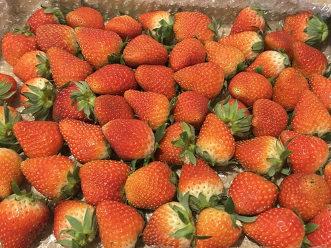 【内容量約750g】【今年はきらぴ香いちごをお届け！】【安定感抜群の濃厚な味と香り！】