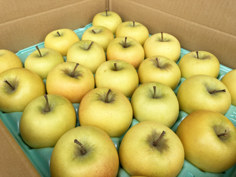 【特別栽培認証取得】シナノゴールド5kg　酸味が爽やかで果汁たっぷり🍏良品・家庭用ミックス 農薬5割減＆化学肥料不使用 青森県産黄りんご　スマフレ貯蔵