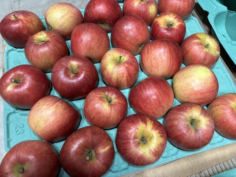 小玉【シナノスイート】5kg(20〜23玉)入り🍎完熟りんご