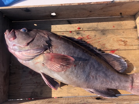 【活き締め神経抜き】マハタ4kg以上　刺身、鍋、しゃぶしゃぶ　（ハタ　クエ）