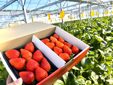 【いちご食べ比べ】《農場長おすすめ2品種 食べ比べセット♪》280g×2パック　佐賀県基山町産