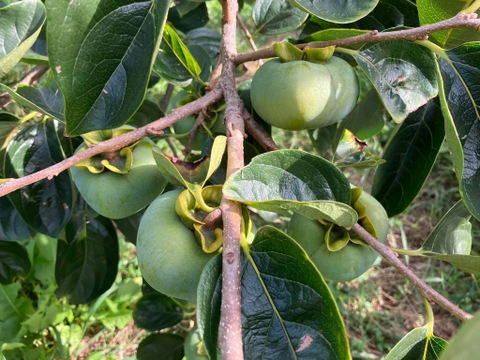 超希少！自然栽培ブランデー庄内柿1.5kg