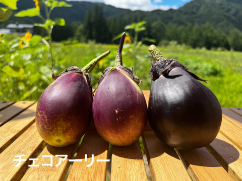 うま味ぎっしり。ナスいろいろセット 1kg