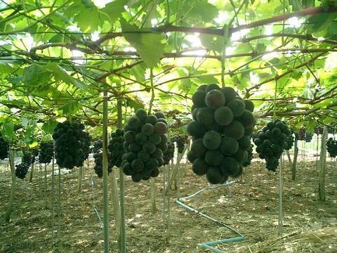 巨大粒でボリューム満点！！大粒ぶどう藤稔1房　約600g