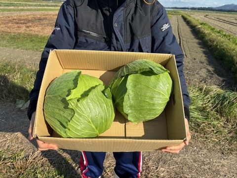 ボリュームたっぷり大玉キャベツ！　２玉入り　約４㎏