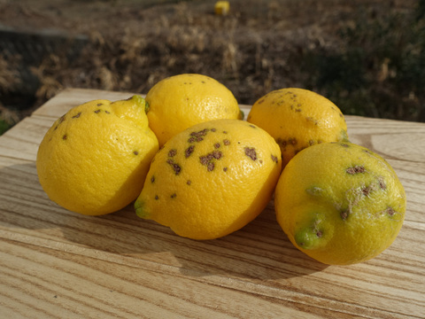 （お得なB級品）やさしい黒潮檸檬 Ｂ級1.8ｋｇ　節減対象農薬：当地比約75％減