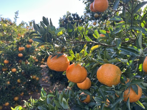 山口さん家のおすすめ‼︎ポンカン！(熊本特産ポンカン5キロ)