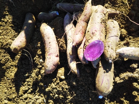 【ふくむらさき】さつま芋が入ります。
田口農園徳島「イチオシ旬野菜セット」
【たっぷりいろいろ３０００円セット】農家人が選ぶ旬野菜のおまかせセットです。季節ごとの旬野菜を厳選してお届け致します。