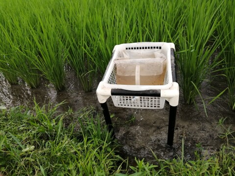 【お試しパック】生命の多様性の中で育った近江米コシヒカリ  ☆減農薬菜の花米☆令和3年産☆1.2kg☆白米