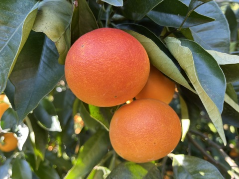 【希少！国産ブラッドオレンジ使用】陽だまりファーム　ブラッドオレンジジュース 　ストレート 100% （720ml×1本）