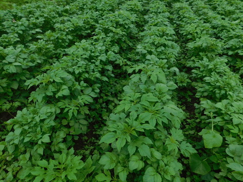 農薬不使用無肥料栽培じゃがいも キタカムイ ５ｋｇ 木村秋則式自然栽培 青森県