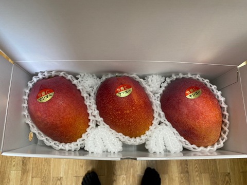 ☆数量限定☆沖縄県今帰仁村産 完熟マンゴー1kg（2~3玉）化粧