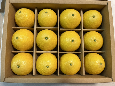 【先着5名様限定】伊藤農園認定 農家さんの木成り 完熟 黄金柑 特選 12個入【5月上旬より発送予定】354